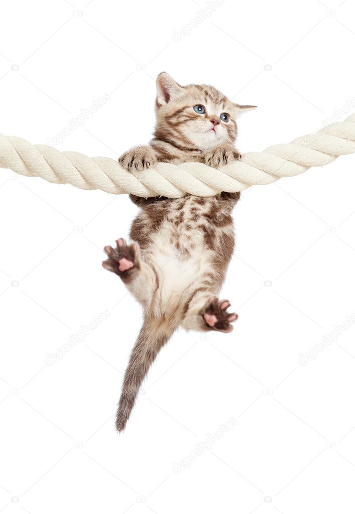 hang in there cat clipart - photo #22