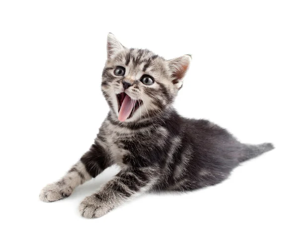 Yawning striped Scottish kitten lying isolated — Stock Photo #10311072