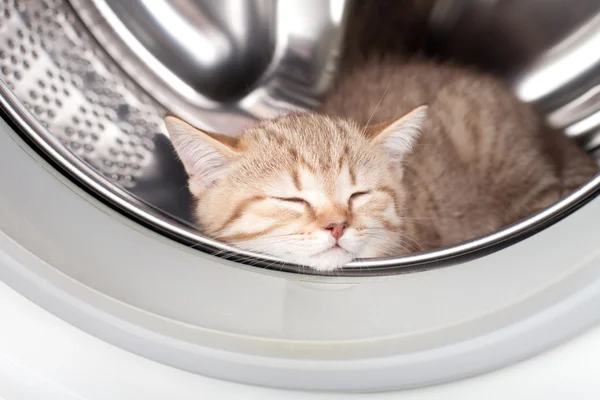Sleeping kitten lying inside laundry washer