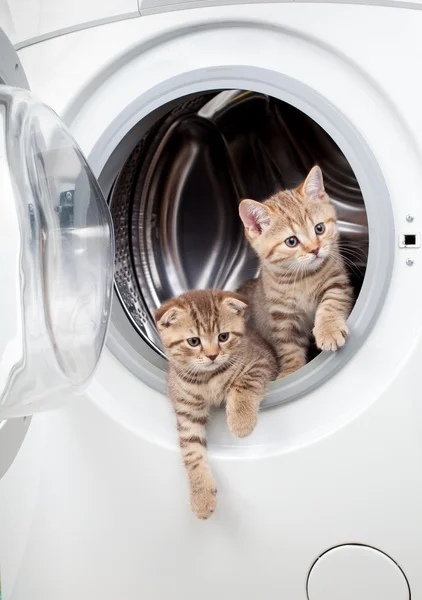 Striped british kittens inside laundry washer