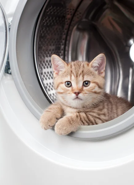 Striped british kitten lying inside laundry washer