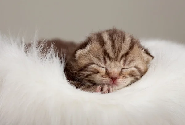 Newborn sleeping british baby cat with