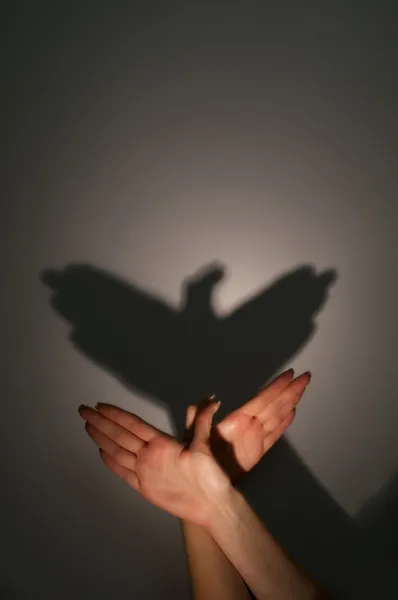 Silhouette shadow of eagle