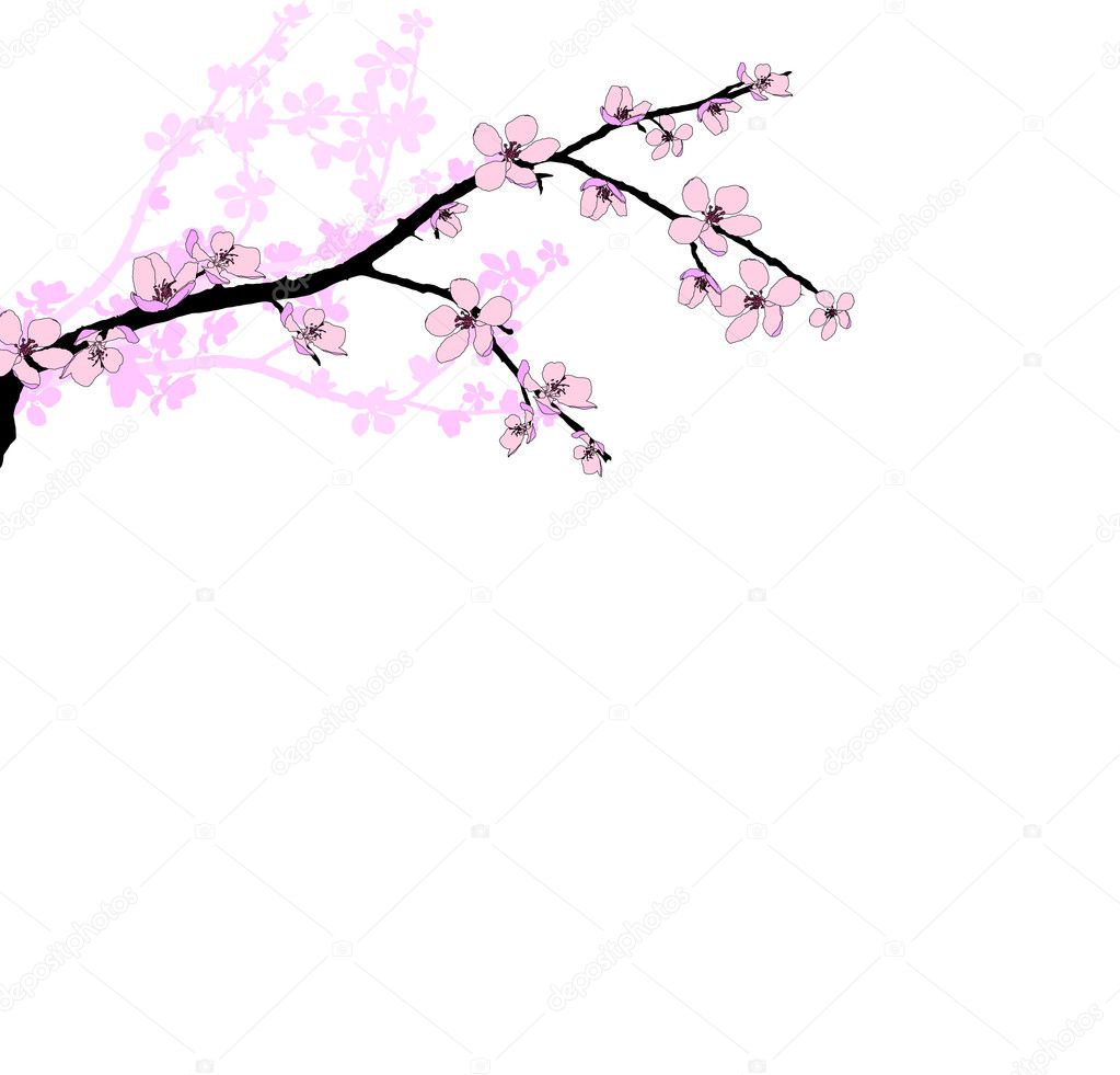 Cherry Blossoms Branches