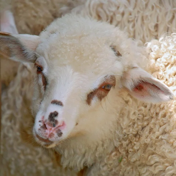 Head of a lamb against a pasture