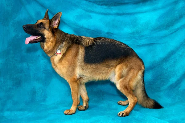 German Shepherd Dog Standing In Profile