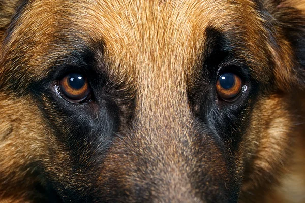 Close up of German Shepherd Dog eyes
