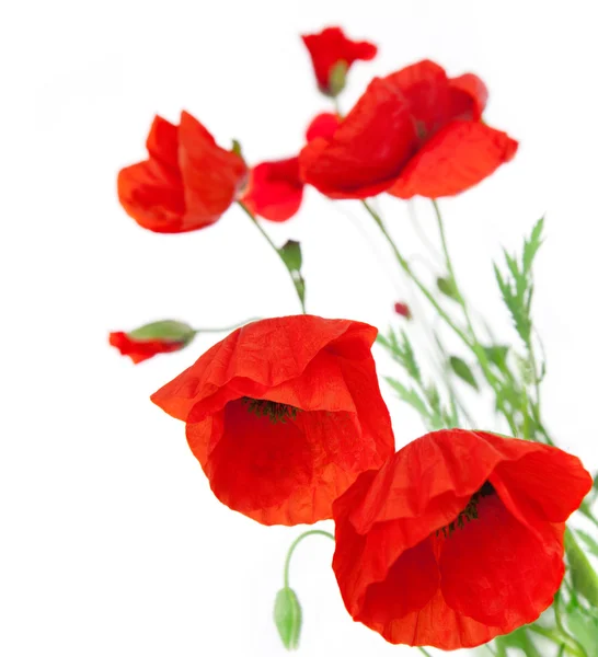 Poppies isolated on white background / focus on the foreground
