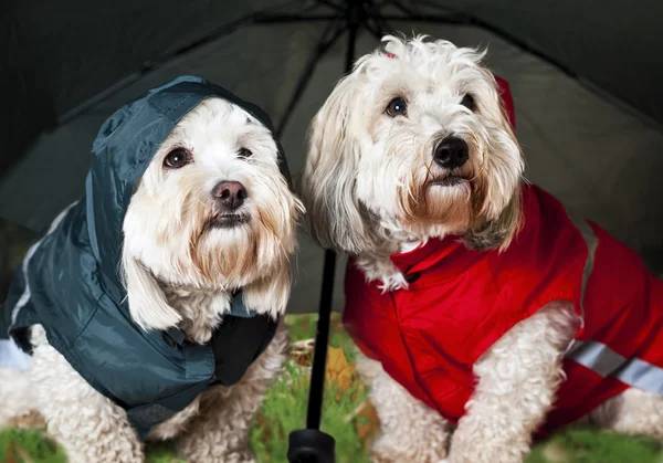 Dressed up dogs under umbrella