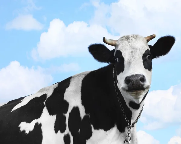 Smiling cow - Stock Image - Everypixel