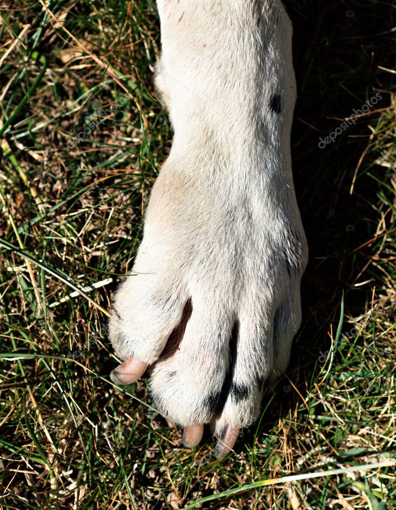 Dog Hind Leg Weakness Treatment Emeasac mp3