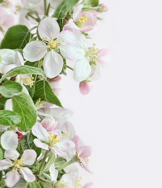 Spring apple blossoms on pink white background