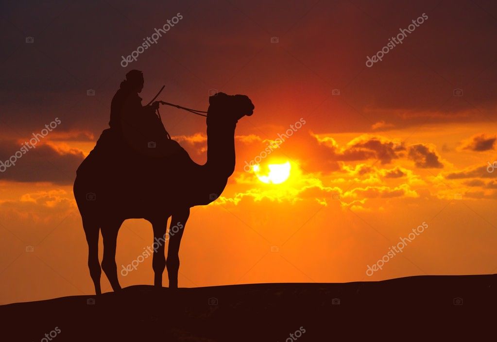 camel desert sunset wallpaper