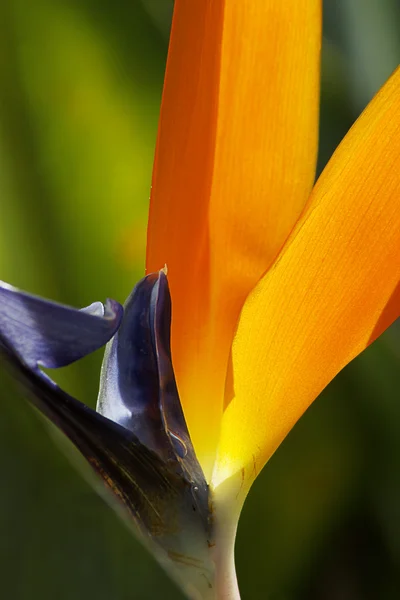 Detail of a Bird of Paradise flower