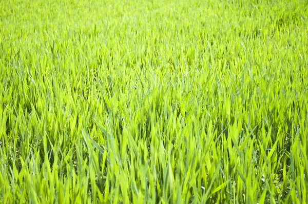 Field of green wheat grass close-up