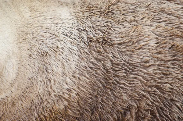Grizzly bear fur texture