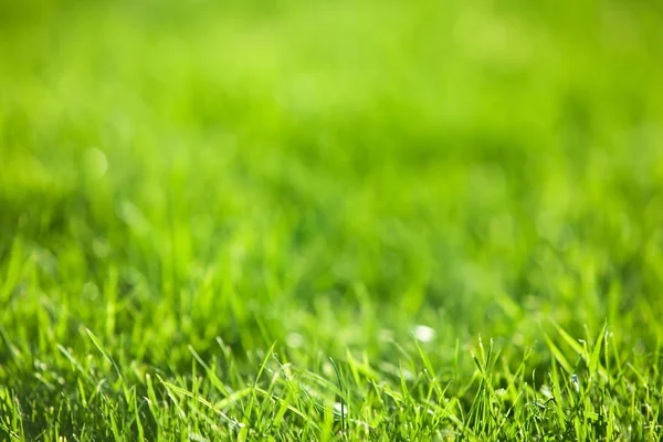 Green luscious grass.