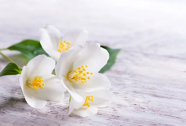 Jasmine white flower on white wood background
