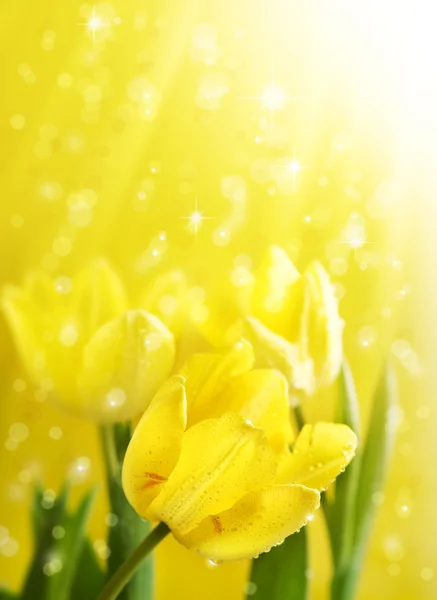 Spring Flowers Tulips under gold magic rain