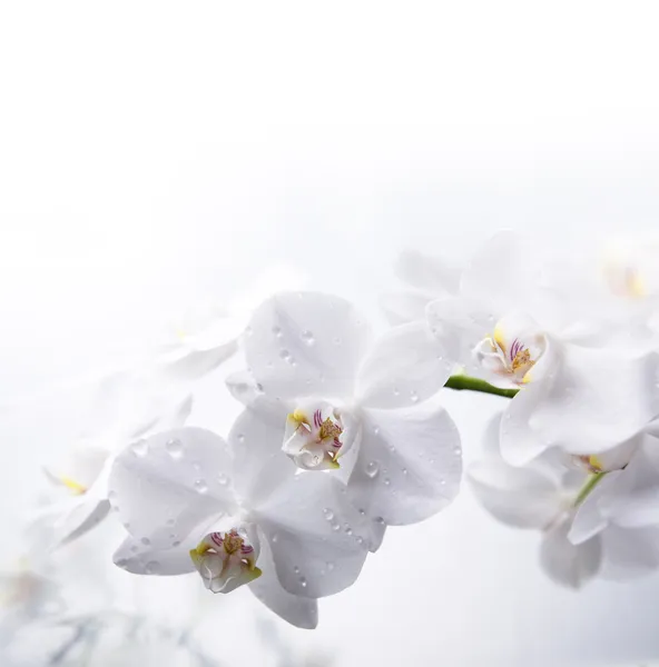 White orchid flowers with dew drops