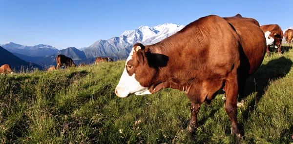 Panoramic mountain cow