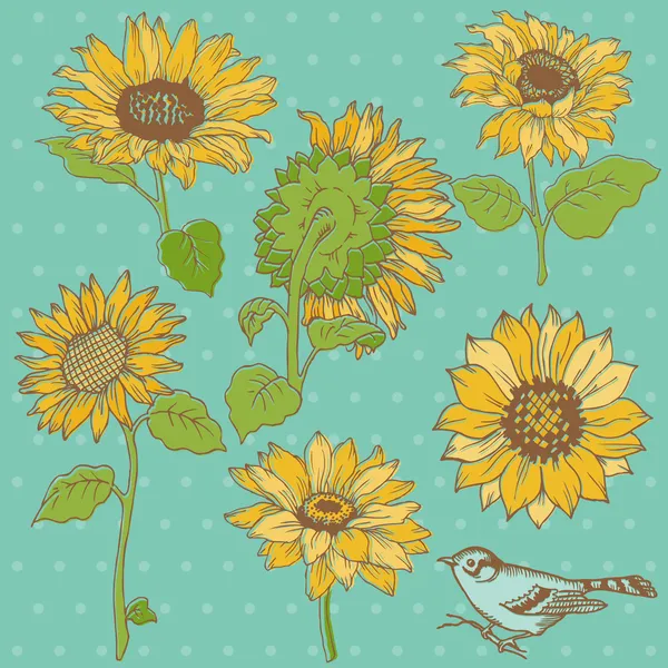 Flower Set: Detailed Hand Drawn Sunflowers in vector