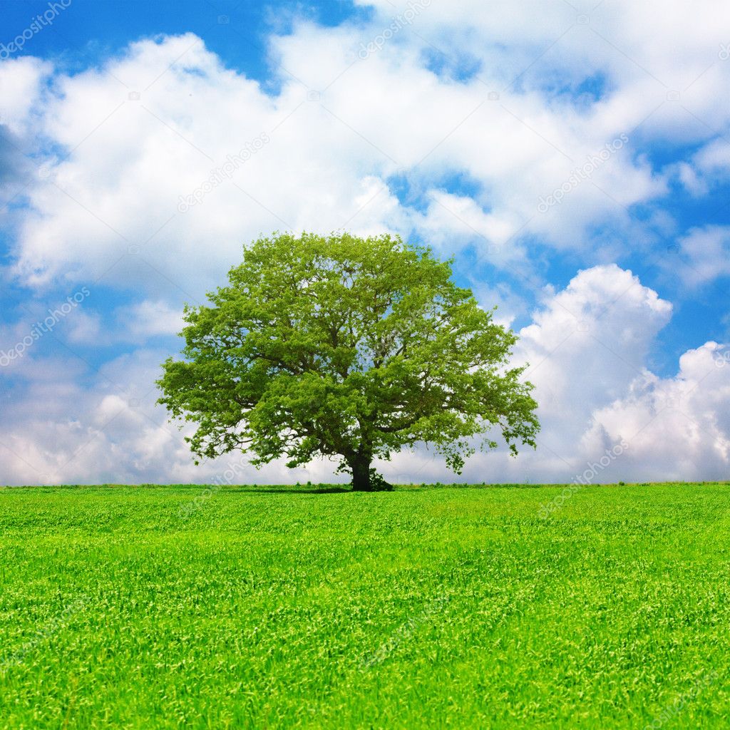 A Single Tree By The With A Blue Sky Single Tree And Cloudy Blue Sky Stock Photo
