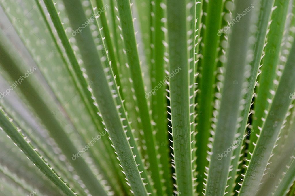 spiky leaves