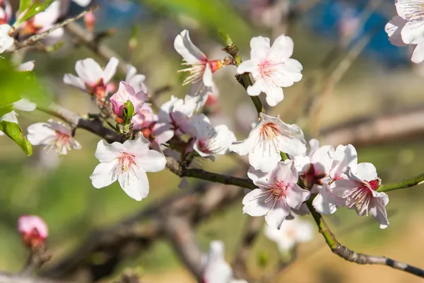 An almond tree with white flowers with branches