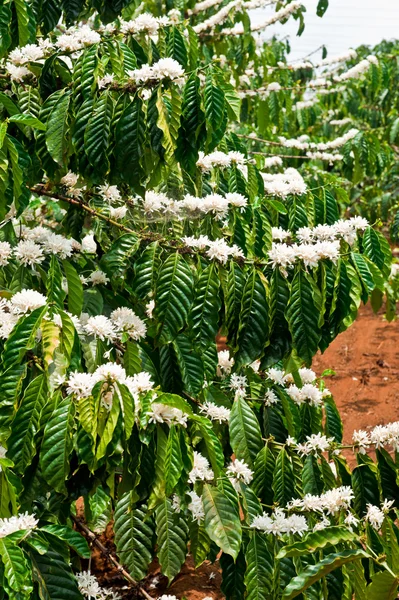 Coffee tree in blossom, Dalat, Vietnam