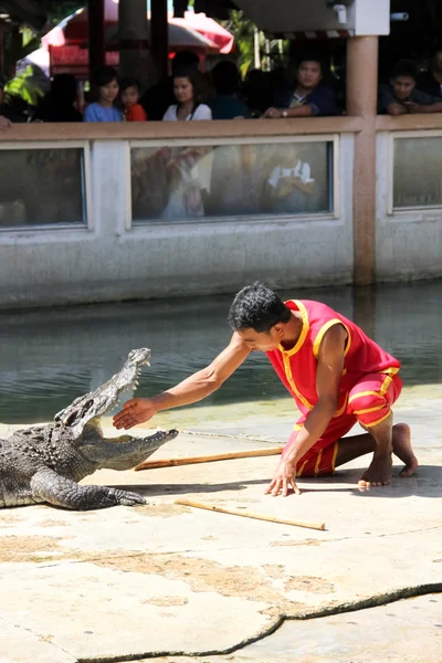 The crocodile show