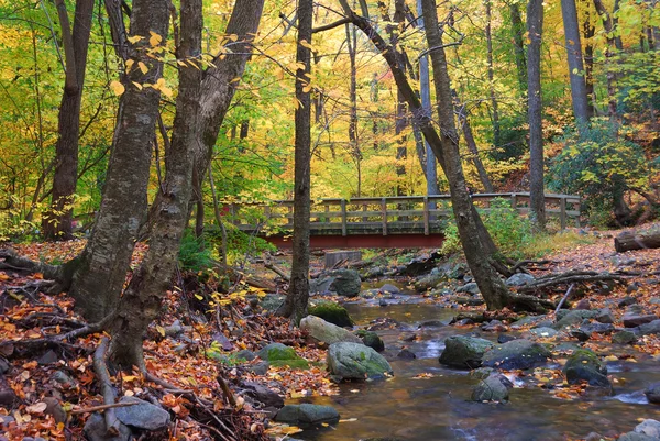 Autumn wood bridge in yellow maple forest