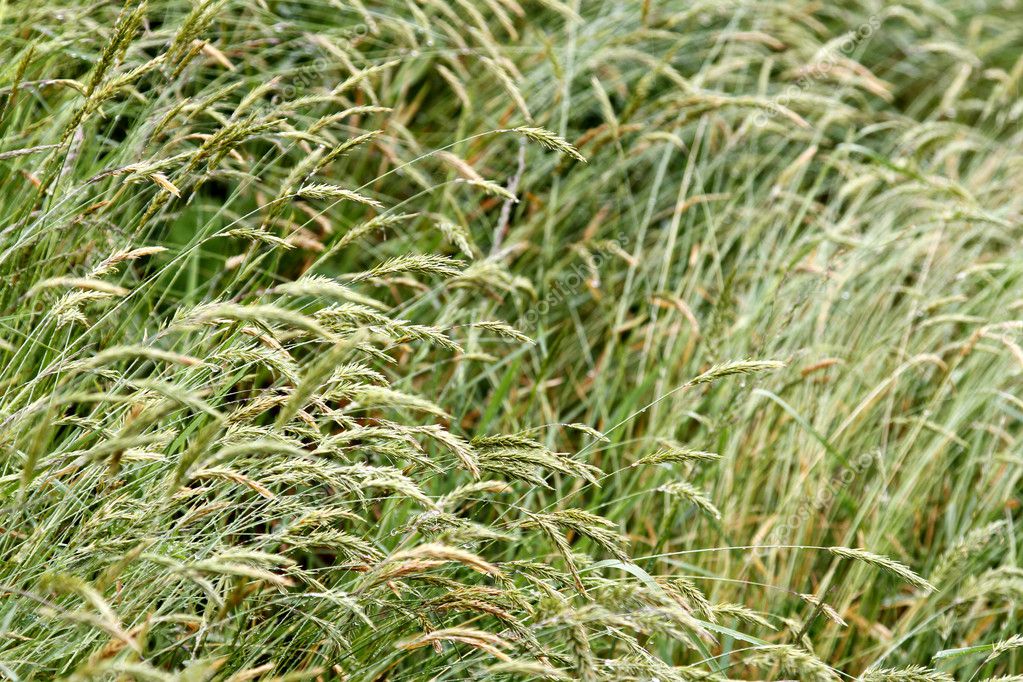 Süßgräser — Stockfoto © stillfx 8129069