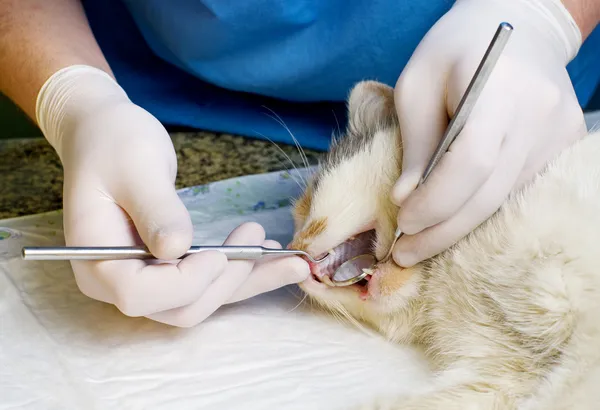 Veterinarian cleaning teeth on a pet cat