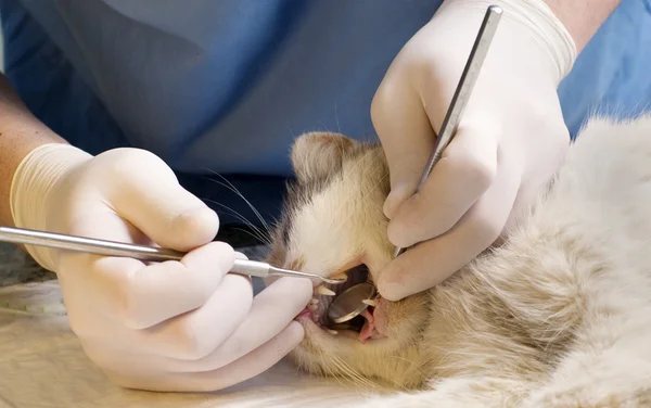 Veterinarian cleaning teeth on a pet cat