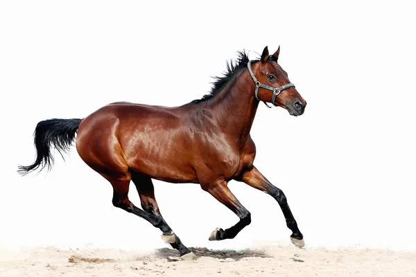 Horse gallop — Stock Photo #8937652