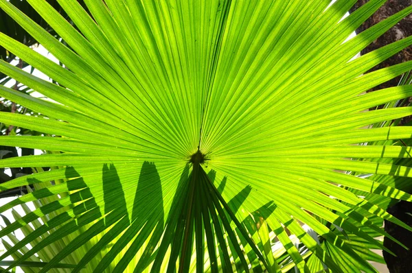 Tropical vegetation green palm fronds