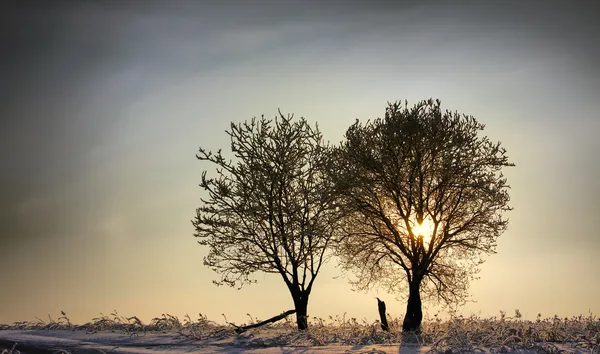 Two trees in a winter sunset
