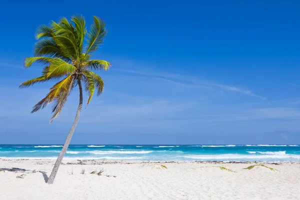 Coconut Palm Tree on the Tropical Beach, Dominican Republic