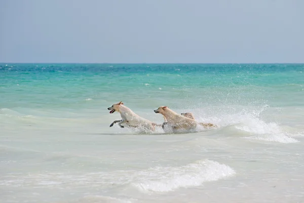 Three dogs playing