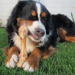 depositphotos_10091866-Bernese-Mountain-Dog-Chewing-Bone.jpg