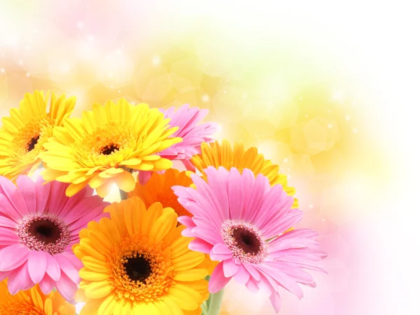 Gerbera daisies on pastel sparkly background