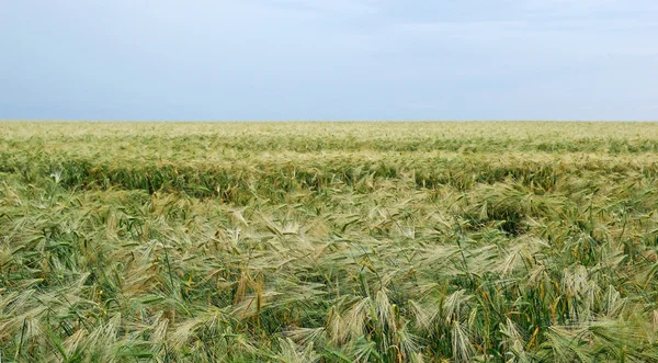 Field of rye landscape. Dramatic summer weather