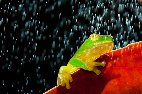 Green tree frog sitting on red leaf in rain