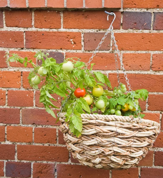 Red and yellow tomatoes growing in a hanging basket on old brick wall