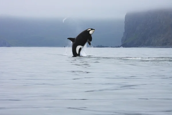 Orca jumping in the wild