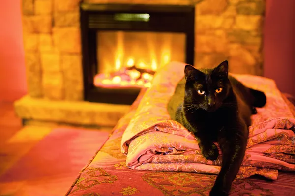 Cat by a fireplace