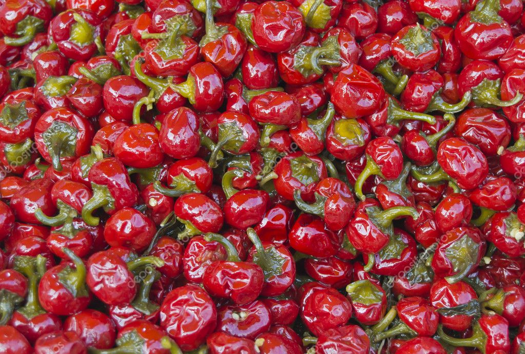 Calabrian chiles — Stock Photo © guidonardacci 8679791