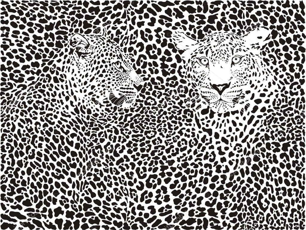 background leopard