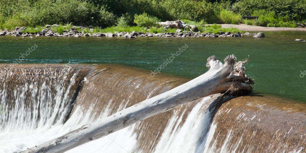 depositphotos_8753195-stock-photo-dead-t